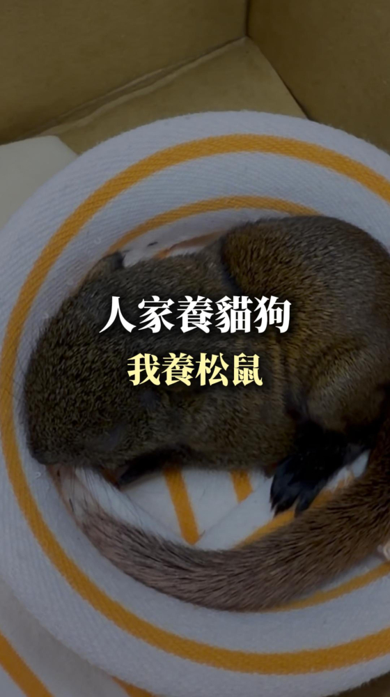 人家養貓狗,我養松鼠