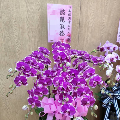 蘭花盆